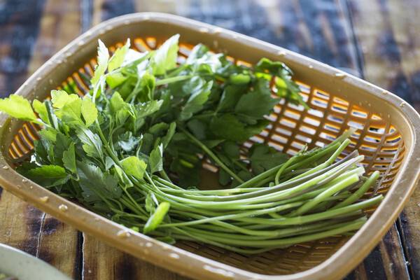 미나리. 게티이미지뱅크