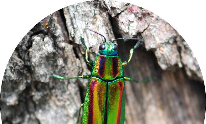 자연상태의 비단 벌레