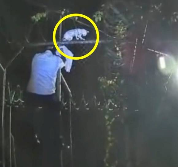 9일(현지시간) 남미 코스타리카 법무부는 지난 6일 리몬 지역 포코치주 교도소에 마약을 밀반입하려던 고양이가 붙잡혔다고 밝혔다. 2025.5.9 코스타리카 법무부