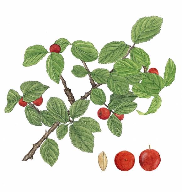 중국 원산으로 우리나라에 도입돼 과실수로 심겨 온 앵도나무. 초여름 빨갛게 익은 열매의 과육에선 단맛이 난다.