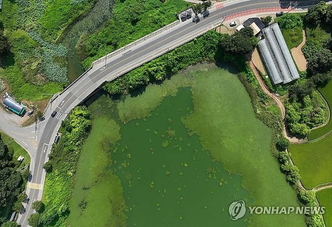 작년 8월 18일 오전 경기도 광주시 경안천 일대가 녹조로 뒤덮여 있다. [연합뉴스 자료사진]