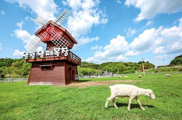 양평양떼목장은 160여 마리의 양들을 가까이에서 만날 수 있는 체험형 목장이다. /양평양떼목장 제공