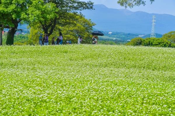 절기상 소만을 하루 앞둔 20일 제주시 조천읍 와흘리 와흘메밀농촌체험휴양마을 메밀밭에 관광객들이 활짝 핀 메밀꽃 사이를 산책하며 제주의 봄 정취를 만끽 하고 있다. 고봉수 기자