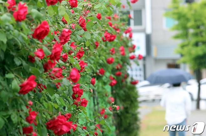 22일 대전·충남은 새벽부터 오후 사이 내륙에 비가 내리는 곳이 있을 것으로 예보됐다. 대전 중구 도로변에 핀 장미 옆으로 우산 쓴 시민이 걸어가고 있다. /뉴스1 ⓒ News1 김기태 기자