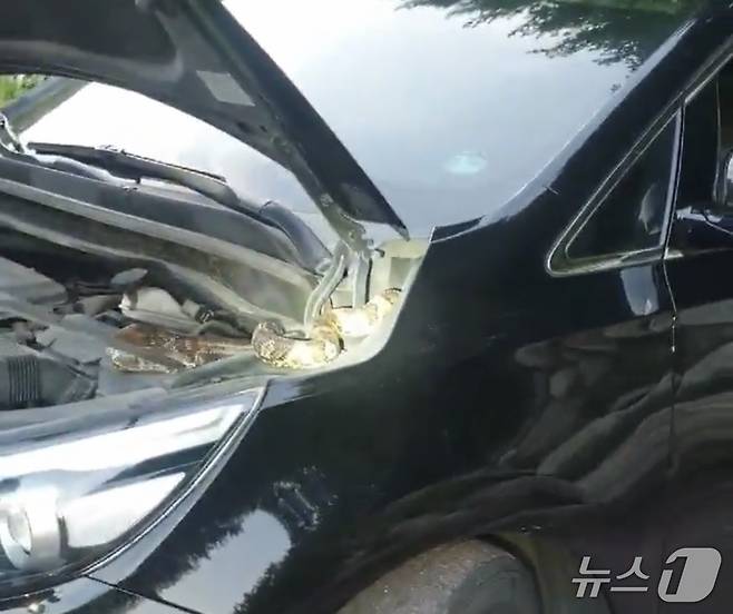 차량에서 발견된 뱀.(사진은 기사 내용과 무관함) / 뉴스1 ⓒ News1