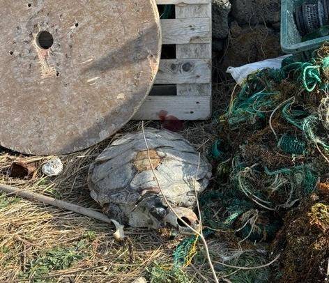 제주시 한경면 두모리 해안 근처에서 바다거북 사체가 발견됐다. WWF 제공