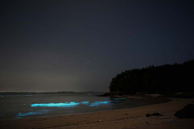 충남 서천군 서면 월하성 어촌마을 해변에 떠밀려온 야광충 ‘녹틸루카 신틸란스’가 파란색 형광으로 밤바다를 아름답게 수놓고 있다. 밤하늘 별이나 오로라를 연상케 하는 ‘바다 반딧불이’다.