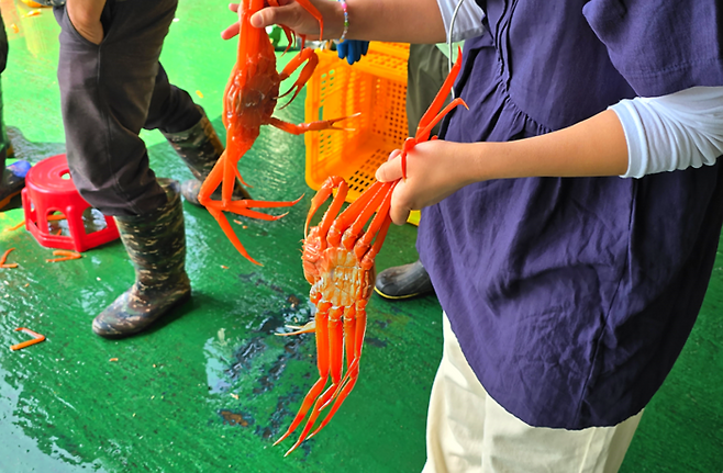 홍게 2마리를 받았다 / 사진=김혜성 여행+ 기자