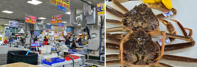 동광어시장, 영덕 대게에는 인증 마크가 달려있다/ 사진=김혜성 여행+ 기자