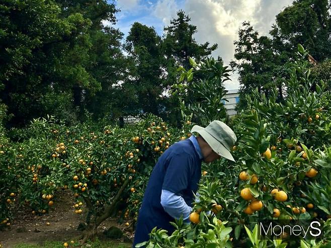 점점 고온다습해지는 날씨로 감귤 농사를 짓는 베테랑 농민 김태균씨(가명·64)가 어려움을 겪고 있다고 토로했다. 사진은 지난해 11월 김태균씨가 감귤 농장을 둘러보는 모습. /사진=김성아 기자