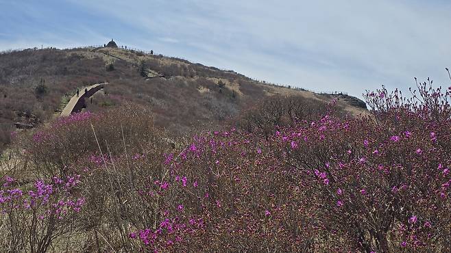 전남 구례군 토지면 지리산국립공원 노고단일대에 진달래가 개화했다.[연합]