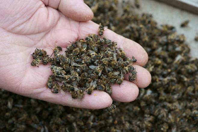 집단 폐사한 꿀벌들. [비프로페서 사이트 캡쳐]