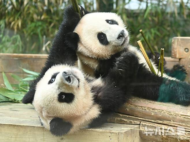 [용인=뉴시스] 김종택 기자 = 생물다양성의 날인 22일 경기 용인시 에버랜드 판다 월드 실내 방사장에서 국내 첫 쌍둥이 판다 루이바오와 후이바오가 나무에 올라 즐거운 시간을 보내고 있다. 생물다양성의 날은 지난 1992년 유엔환경개발정상회의에서 '생물다양성협약'이 발표된 것을 기념하고 생물종의 중요성과 생태계의 보전을 목적으로 제정된 국제기념일이다. 2025.05.22. jtk@newsis.com