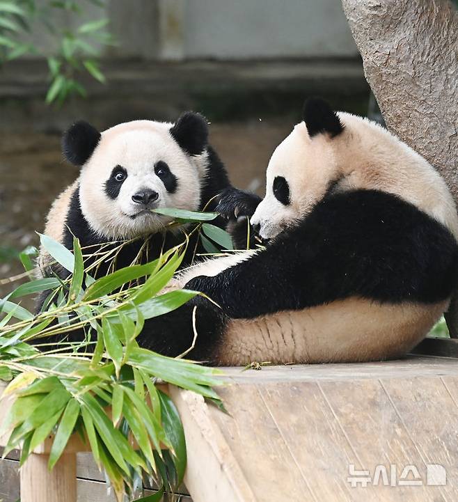 [용인=뉴시스] 김종택 기자 = 생물다양성의 날인 22일 경기 용인시 에버랜드 판다 월드 실내 방사장에서 국내 첫 쌍둥이 판다 루이바오와 후이바오가 먹이를 먹고 있다. 생물다양성의 날은 지난 1992년 유엔환경개발정상회의에서 '생물다양성협약'이 발표된 것을 기념하고 생물종의 중요성과 생태계의 보전을 목적으로 제정된 국제기념일이다. 2025.05.22. jtk@newsis.com