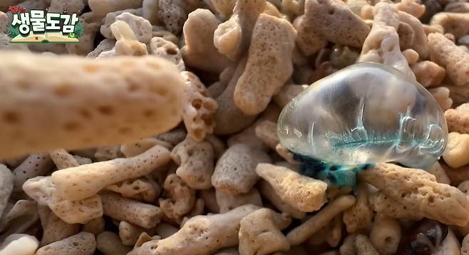 고깔해파리 [사진 출처 = 유튜브 '생물도감']