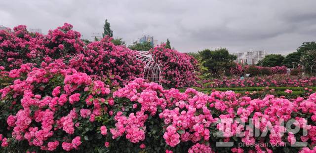 ▲활짝 핀 장미꽃ⓒ광양시