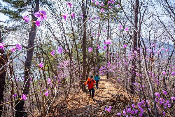 청평역에서 정상으로 이어진 산길에 진달래가 만개했다.