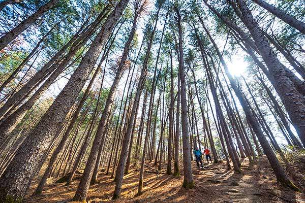 청평역에서 호명산 정상으로 이어진 산길 초입에는 잎갈나무와 잣나무 숲이 있다.&nbsp;