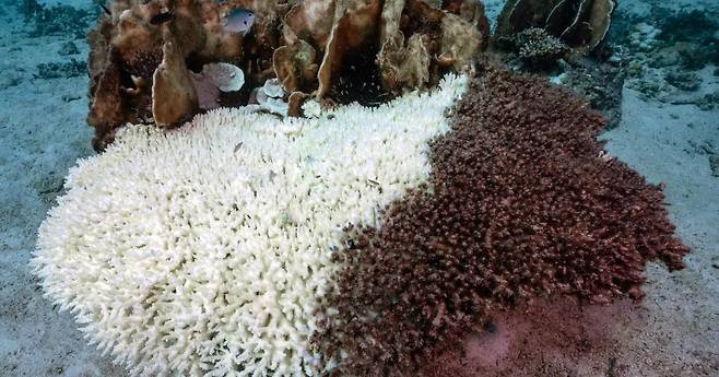 하와이 인근 산호초에 백화현상이 나타나고 있다. CBS뉴스 화면 캡처