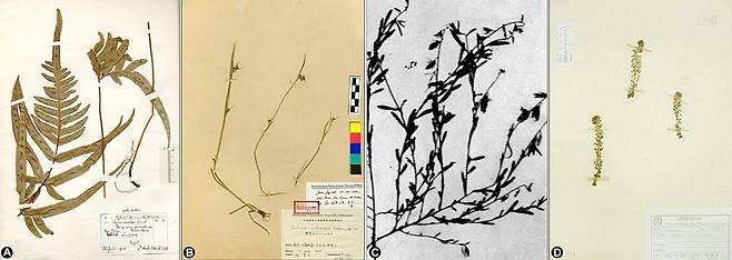 한반도에서 더는 발견되지 않는 식물들 (포천=연합뉴스) 산림청 국립수목원은 한반도 자생식물의 공식 학명과 국명을 정리한 목록을 국제학술지에 처음 발표했다. 왼쪽부터 큰반쪽고사리, 무등풀, 애기활나물, 벌레먹이말.  2025.5.22 [국립수목원 제공. 재판매 및 DB 금지]