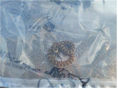 소방 당국에 의해 포획된 뱀 [소방청 제공. 사진은 기사 내용과 직접적인 상관이 없음.]