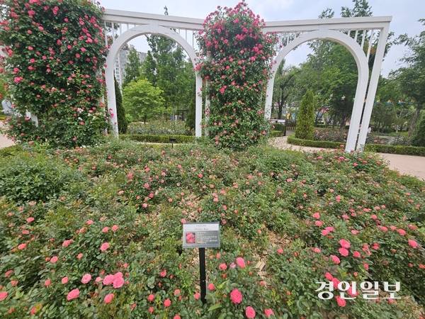 오! 해피 장미빛 축제가 열리는 고인돌 공원 / 공지영기자 jyg@kyeongin.com