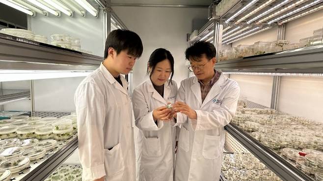 오송 R&D센터 배양실에서 툴젠 연구원들이 유전자를 교정한 종자들을 살펴보고 있다. 툴젠 제공.