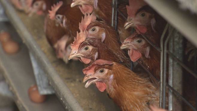 제주 양계농가 자료 사진. (기사 내용과 직접 연관 없음)