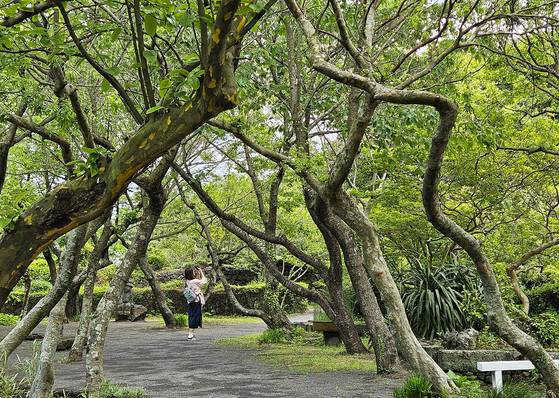 신록 우거진 두모악 정원. 두모악 정원은 제주도 중산간을 재현하고자 했다.