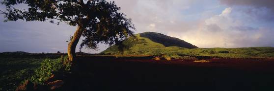 김영갑이 유난히 사랑했던 용눈이오름. 사진 속의 저 나무는 지금 없다. [사진 김영갑갤러리 두모악]