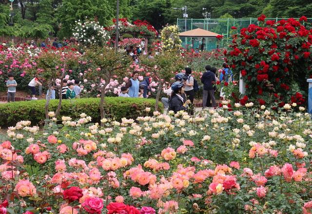 ▲ 계절의 여왕 5월, 도심 곳곳에 곱게 핀 장미가 자태를 뽐내고 있다. 초여름 날씨를 보인 23일 부산 북구 화명장미공원에서 산책 나온 시민들이 활딱 핀 장미꽃을 감상하고 있다. 연합뉴스