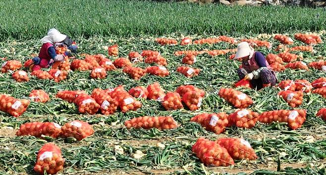 ▲ 제주산 조생양파 출하 개시 [연합뉴스]&nbsp;