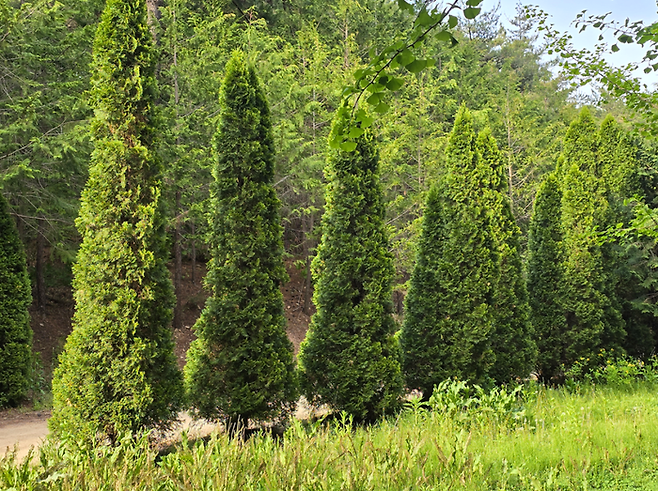벌영리 메타세쿼이아숲 / 사진=김혜성 여행+ 기자