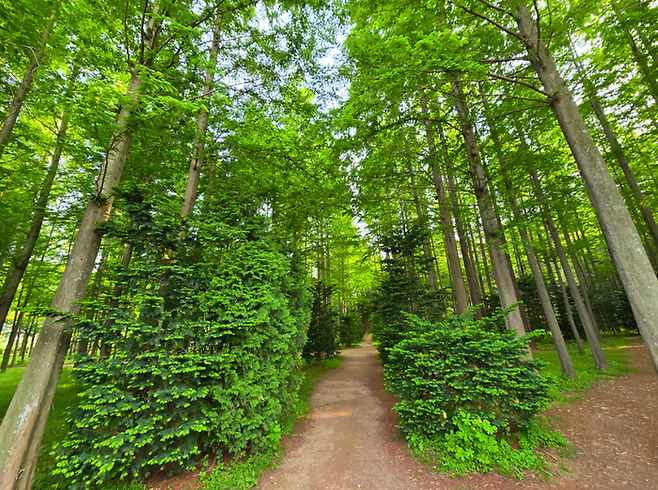 벌영리 메타세쿼이아숲 / 사진=김혜성 여행+ 기자