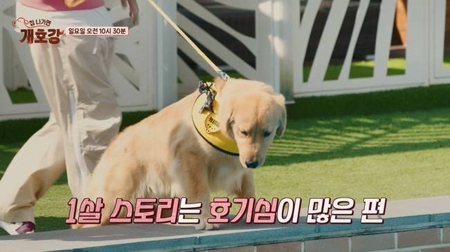 사진=JTBC ‘집 나가면 개호강’