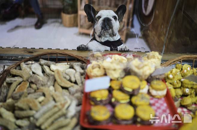 <font style="vertical-align: inherit;"><font style="vertical-align: inherit;">[부에노스아이레스=AP/뉴시스] 지난달 4일(현지 시간) 아르헨티나 부에노스아이레스의 반려동물 간식가게에서 한 강아지가 쿠키를 바라보고 있다. 2025.05.23.</font></font>