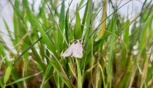 최근 발생이 당겨지는 추세인 벼 이화명나방 모습. 농촌진흥청