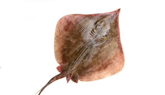 꼬리가 하나에, 날개에 가시가 없는 홍어 암컷. 게티이미지뱅크