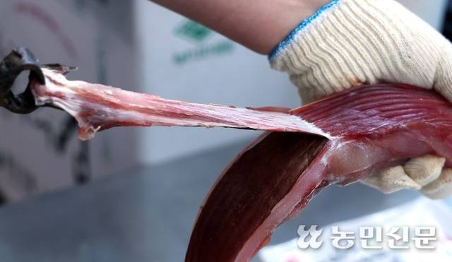 홍어를 회로 썰기 전 껍질을 벗겨 손질한다