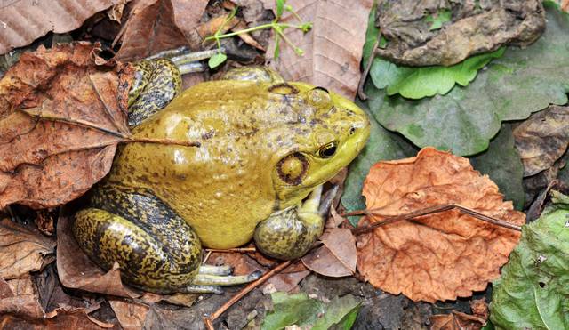 황소개구리. 이미지투데이