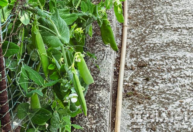 ▲ 조그만 틈새만 있어도 뿌리내리는 잘 완두콩, 손바닥만 한 공간도 금세 초록으로 채워 버린다. ⓒ프레시안(문상윤)