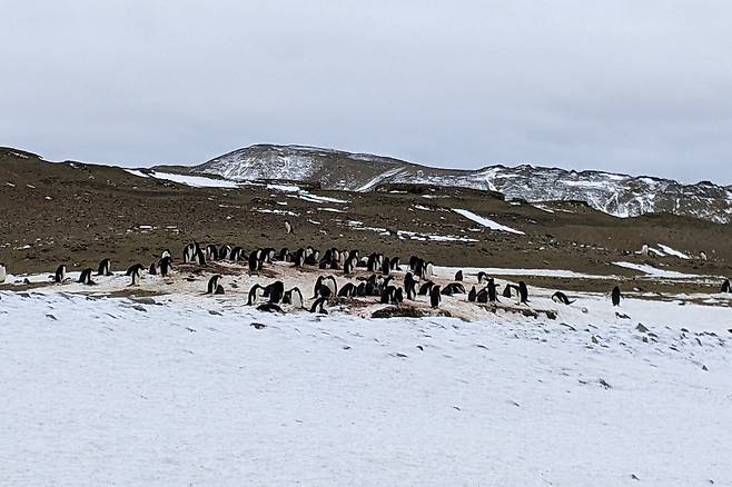 배설물(구아노)로 덮인 눈 위에 서 있는 아델리펭귄 무리 [Matthew Boyer 제공. 재판매 및 DB 금지]