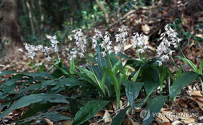 신안새우난초 [국립수목원 제공. 재판매 및 DB 금지]