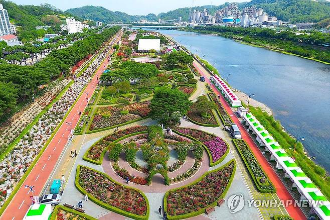천만 송이 장미가 활짝…삼척장미축제 개막 (삼척=연합뉴스) '2025 삼척장미축제'가 개막한 23일 강원 삼척시 오십천 장미공원에 관람객들의 발길이 이어지고 있다.
    장미공원은 약 8만5천㎡ 부지에 220여 종, 16만 그루 이상의 장미가 식재돼 6월 1일까지 이어지는 축제 기간 천만 송이의 장미가 만개해 장관을 이룰 예정이다. 2025.5.23 [삼척시 제공. 재판매 및 DB 금지] yoo21@yna.co.kr