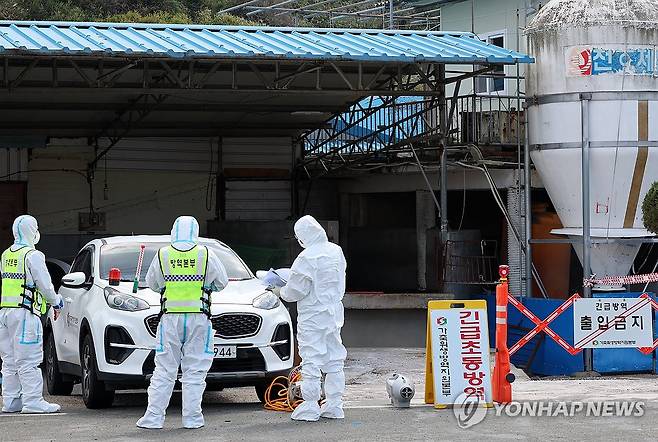 무안 돼지농장에 구제역 발생 [연합뉴스 자료]