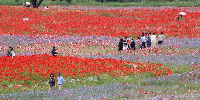 초여름 더위가 한풀 꺾이고 선선한 날씨를 보인 23일, 경남 함안군 악양둑방 둔치에 조성된 봄꽃 경관단지를 찾은 관광객들이 활짝 핀 양귀비와 수레국화를 감상하고 있다./뉴스1
