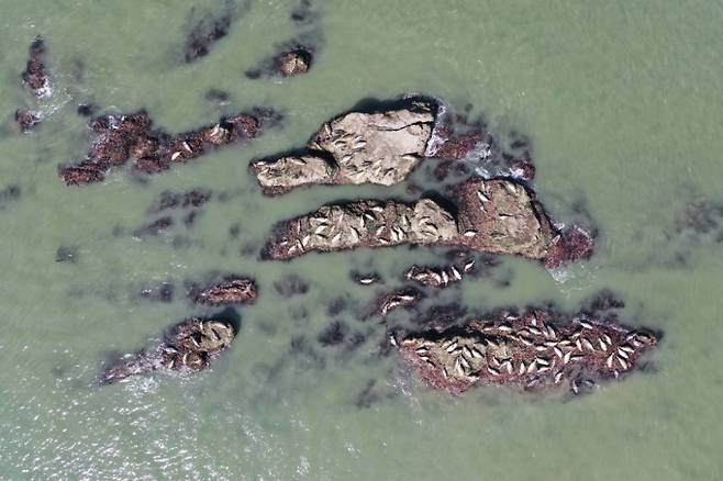 2023년 10월 드론으로 촬영한 물범바위. 이날 백령도에서 점박이물범은 총 324마리 관찰됐다. 인천녹색연합 제공