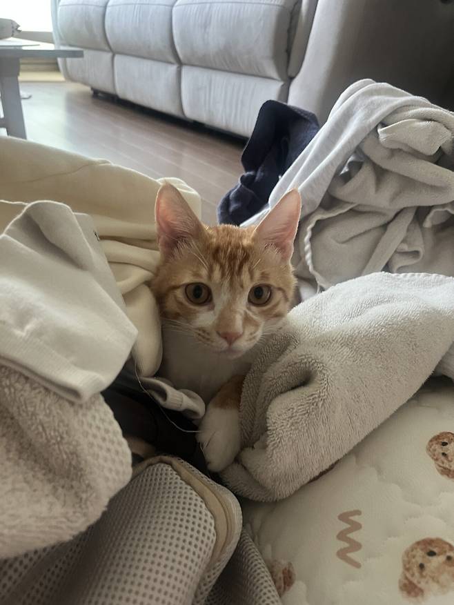 IMG_5323.jpeg 우리집 복덩이 빵이 보고가