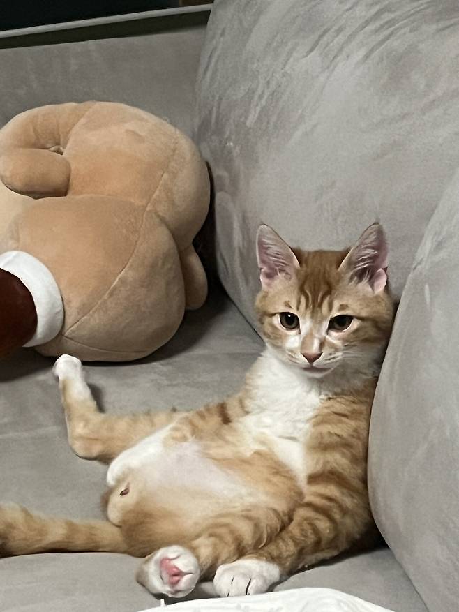 IMG_4949.jpeg 우리집 복덩이 빵이 보고가