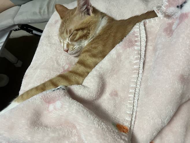 IMG_5332.jpeg 우리집 복덩이 빵이 보고가